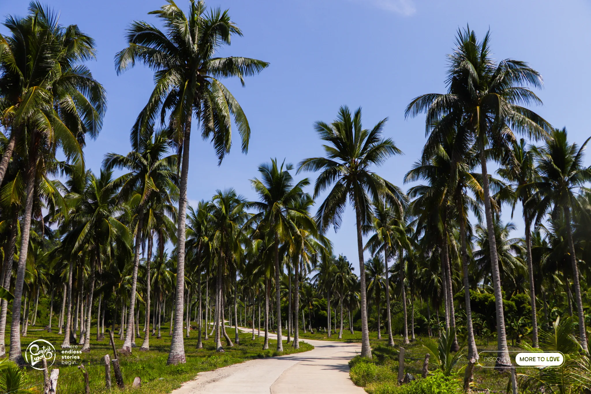 Coconut Plantation, Dinalungan, Aurora
